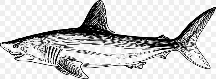 Tiger Shark Squaliform Sharks Marine Mammal Marine Biology, PNG, 2400x880px, Tiger Shark, Animal Figure, Biology, Black And White, Cartilaginous Fish Download Free