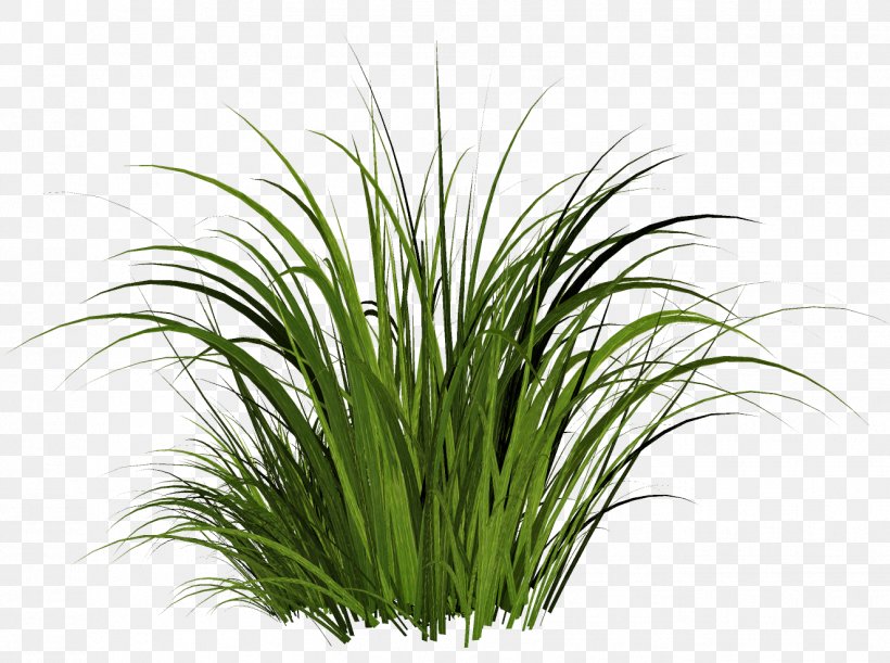 Lawn Clip Art, PNG, 1326x989px, Lawn, Aquarium Decor, Chrysopogon Zizanioides, Clipping Path, Flower Garden Download Free