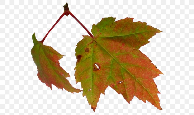 Maple Leaf Abscission Clip Art, PNG, 600x487px, Maple Leaf, Abscission, Author, Autumn, Birthday Download Free