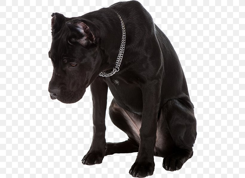 45+ Cane Corso Black Panther Puppy l2sanpiero