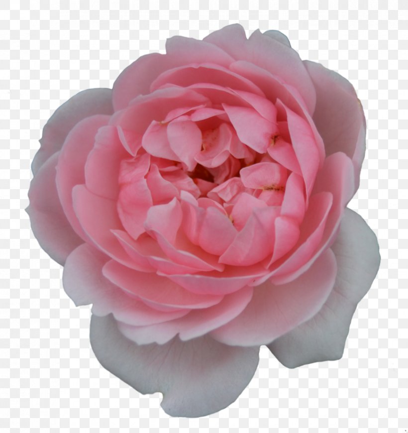 Centifolia Roses Garden Roses Flower Pink Shrub, PNG, 868x921px, Centifolia Roses, Artificial Flower, Camellia, China Rose, Cut Flowers Download Free