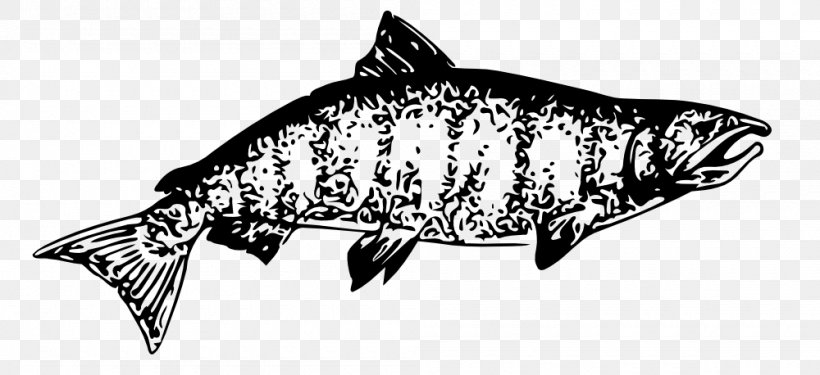 Chinook Salmon Clip Art, PNG, 1000x458px, Chinook Salmon, Black, Black And White, Drawing, Fauna Download Free