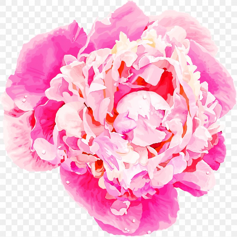 Flower Pink Petal Cut Flowers Common Peony, PNG, 1553x1555px, Flower, Chinese Peony, Common Peony, Cut Flowers, Flowering Plant Download Free