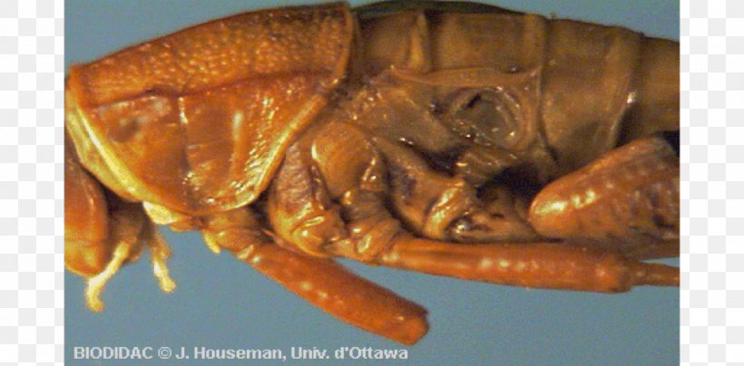 Flea Insect True Bugs Decapoda Animal Source Foods, PNG, 1013x500px, Flea, Animal Source Foods, Arthropod, Decapoda, Eardrum Download Free