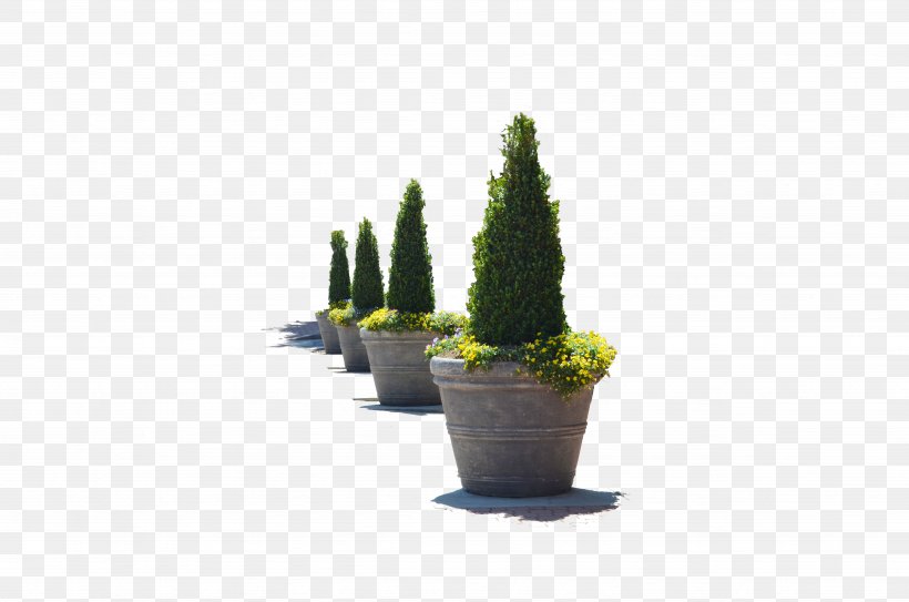 Flowerpot Tree Houseplant, PNG, 4928x3264px, Flowerpot, Cactus, Evergreen, Grass, Houseplant Download Free