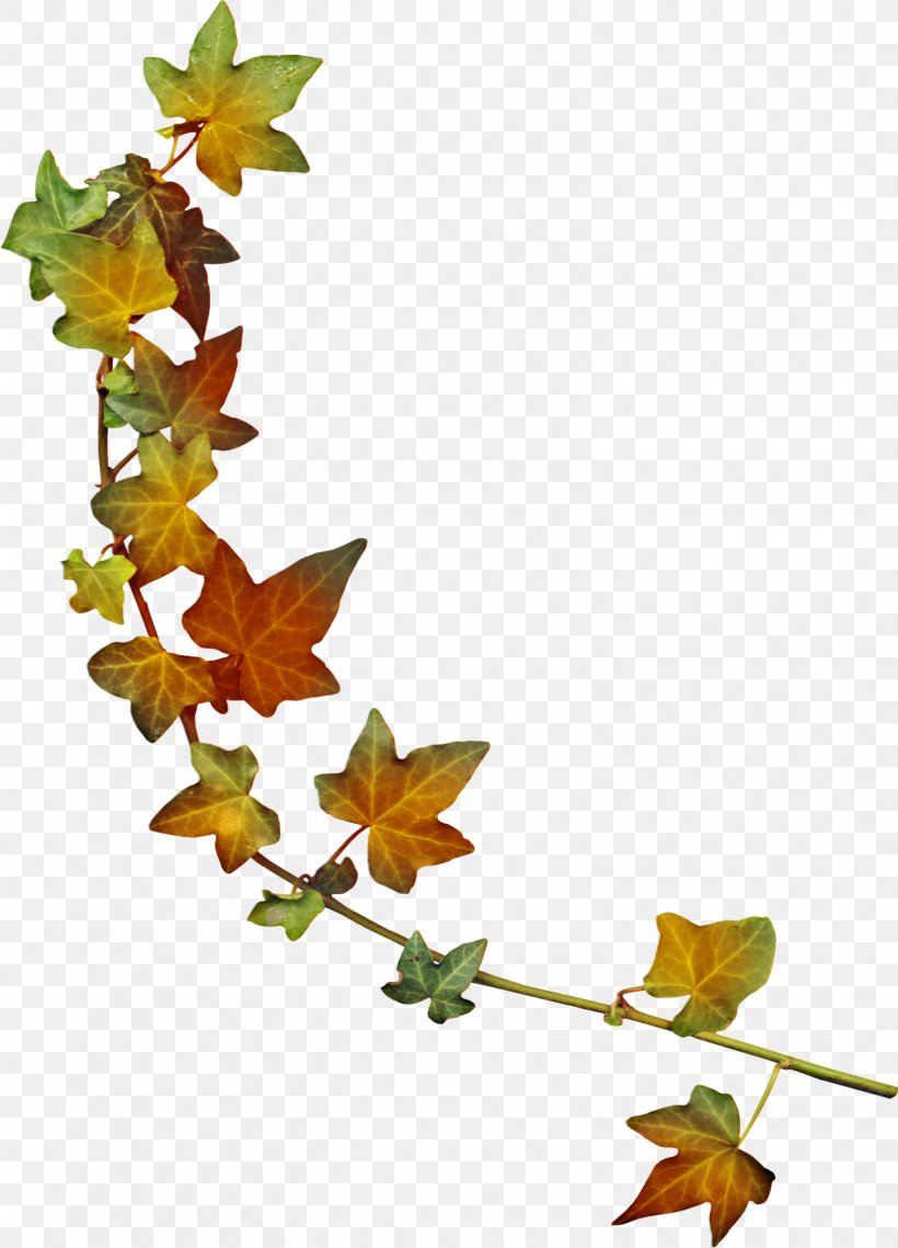 Maple Leaf Autumn, PNG, 1559x2166px, Leaf, Autumn, Branch, Dahlia, Flora Download Free