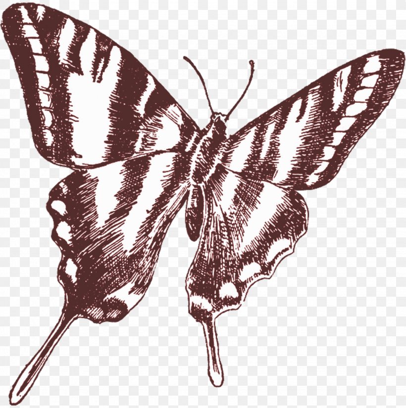 Butterfly Drawing Clip Art, PNG, 1950x1962px, Butterfly, Art, Arthropod, Black And White, Bombycidae Download Free