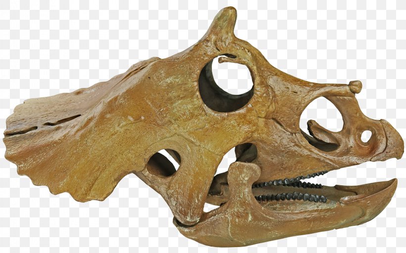 Hell Creek Formation Triceratops Prorsus Skull Dinosaur Skeleton, PNG, 3207x2004px, Hell Creek Formation, Bone, Centimeter, Dinosaur, Foot Download Free