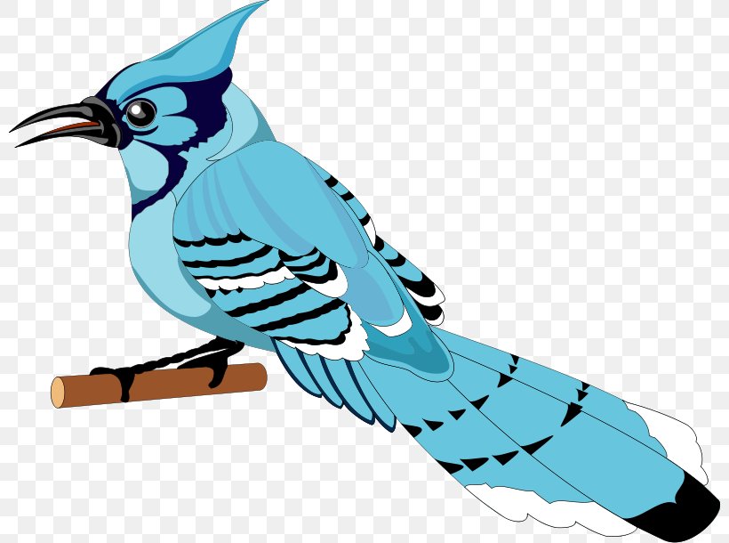 Toronto Blue Jays Bird Clip Art Png 800x610px Blue Jay Artwork Beak Bird Drawing Download Free