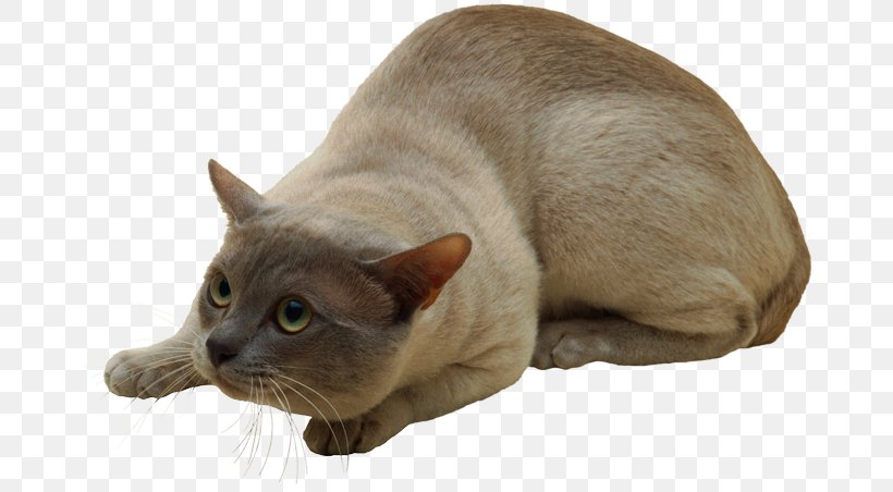 Burmese Cat Tonkinese Cat Malayan Cat Korat Kitten, PNG, 670x452px, Burmese Cat, Asian, Breed, Burmese, Carnivoran Download Free