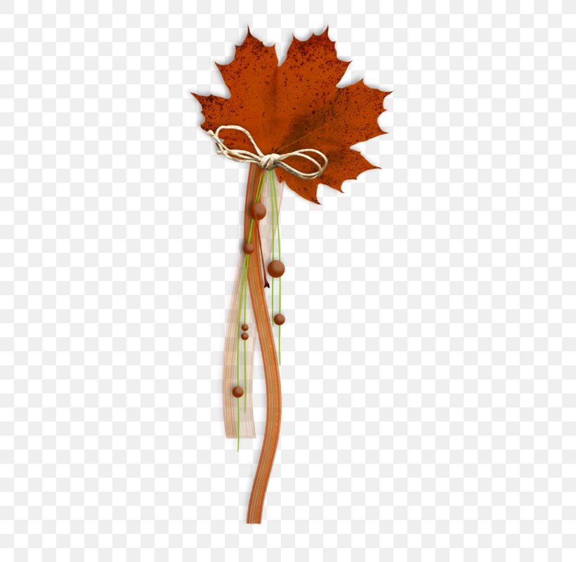 Maple Leaf Red Maple, PNG, 378x800px, Leaf, Art, Drawing, Flower, Google Images Download Free