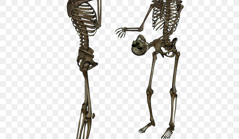 Skull, PNG, 640x480px, Human Skeleton, Human, Human Body, Metal, Skeleton Download Free