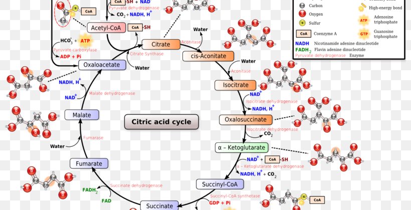Citric Acid Cycle Tricarboxylic Acid Biochemistry Cellular Respiration, PNG, 800x419px, Citric Acid Cycle, Acid, Area, Biochemistry, Biology Download Free