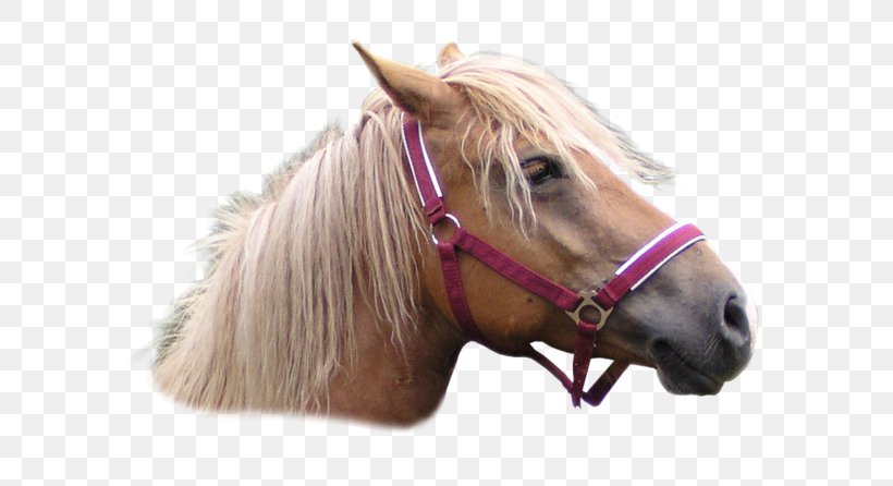 Mustang Stallion Pony Rein Horse Harnesses, PNG, 600x446px, Mustang, Animal, Benzersiz, Bit, Bridle Download Free