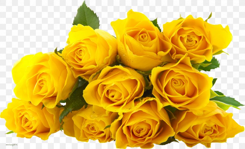 Rose Flower Yellow, PNG, 1280x782px, Rose, Austrian Briar, Cut Flowers, Floral Design, Floribunda Download Free