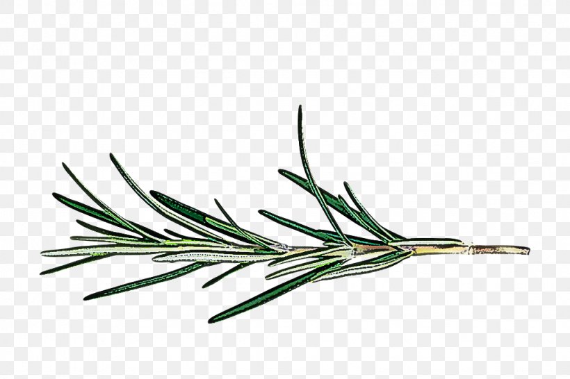 Rosemary, PNG, 1024x683px, White Pine, Grass, Jack Pine, Leaf, Lodgepole Pine Download Free