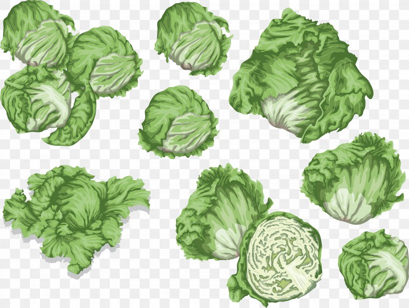 Cabbage Spring Greens Collard Greens Lettuce Clip Art, PNG, 4722x3567px, Cabbage, Android, Ballad, Brassica Oleracea, Collard Greens Download Free