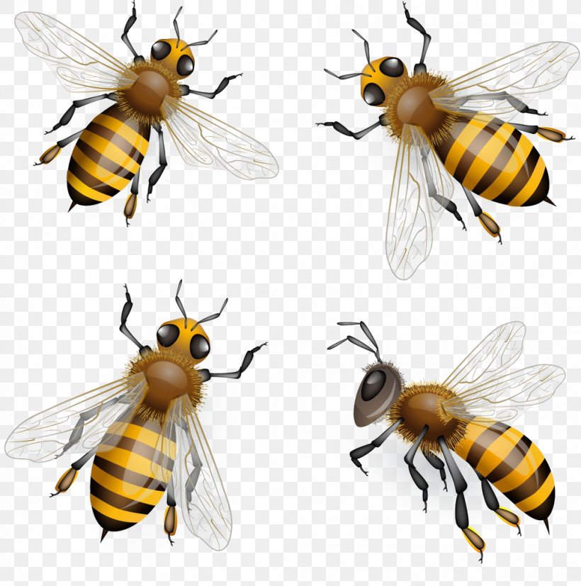 Honey Bee Euclidean Vector Clip Art, PNG, 1015x1024px, Bee, Arthropod, Bee Pollen, Drawing, Fly Download Free