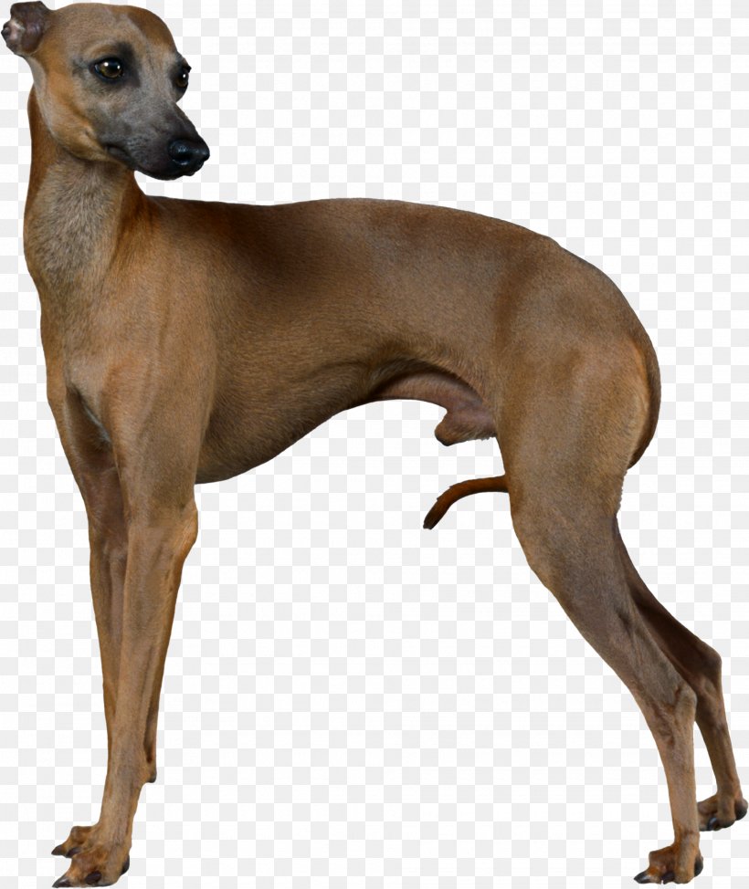 Italian Greyhound Whippet Sloughi Azawakh, PNG, 1935x2300px, Italian Greyhound, Animal Sports, Azawakh, Breed, Carnivoran Download Free