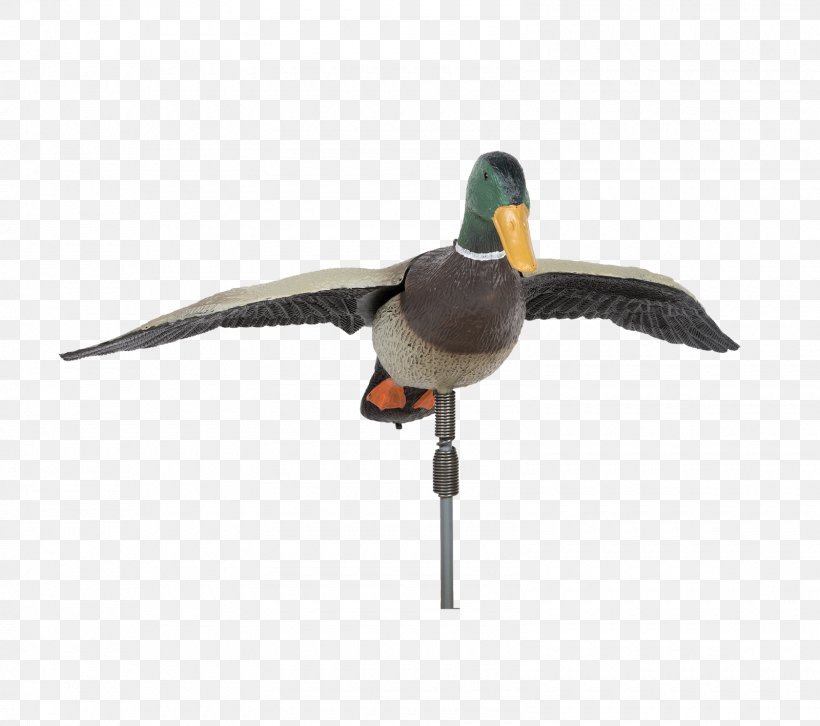 Mallard Duck Goose Bird Anatidae, PNG, 1600x1417px, Watercolor, Cartoon, Flower, Frame, Heart Download Free