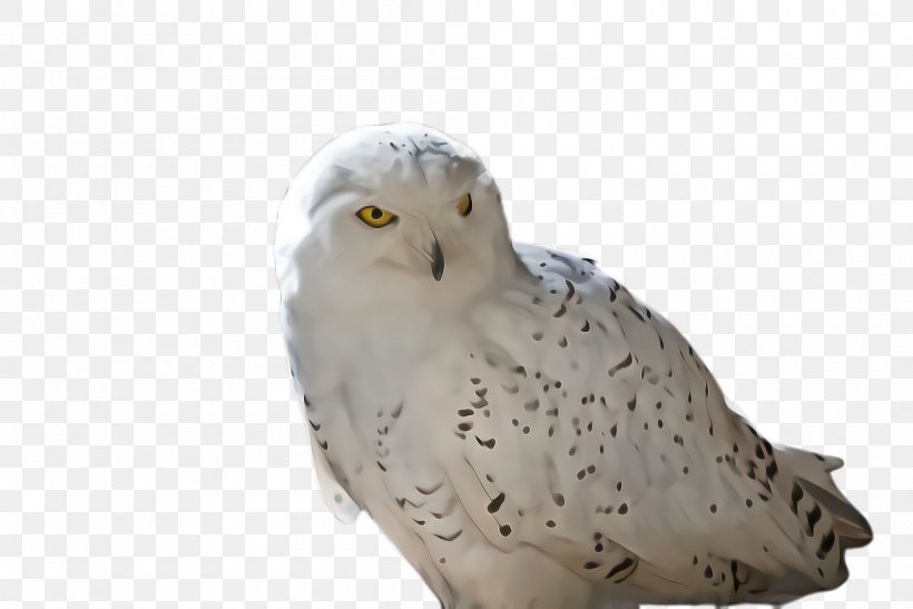 Owl Bird Snowy Owl Bird Of Prey Beak, PNG, 2000x1336px, Owl, Beak, Bird, Bird Of Prey, Falconiformes Download Free
