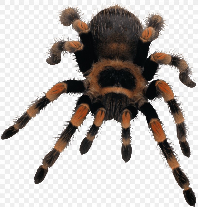 Spider Web Clip Art, PNG, 1848x1930px, Spider, Arachnid, Arthropod, Brown Widow, Display Resolution Download Free
