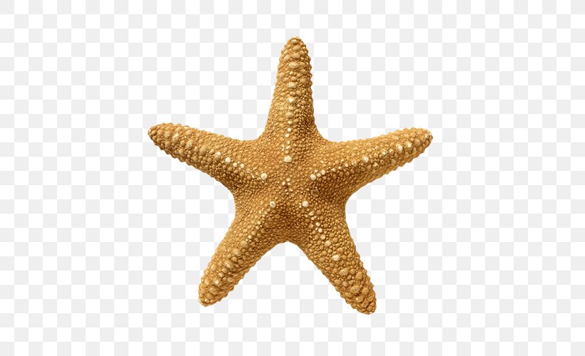 Starfish Echinoderm Golden Ratio Stock Photography, PNG, 500x500px, Starfish, Basket Star, Brittle Star, Cymatics, Echinoderm Download Free