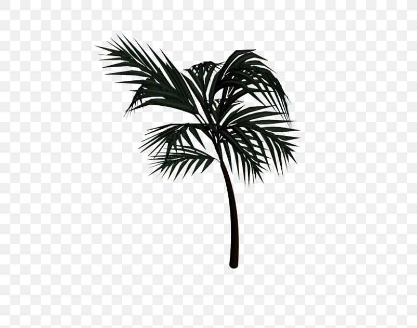 Asian Palmyra Palm Arecaceae Date Palm Leaf Drawing, PNG, 645x645px, Asian Palmyra Palm, Arecaceae, Arecales, Black And White, Borassus Download Free