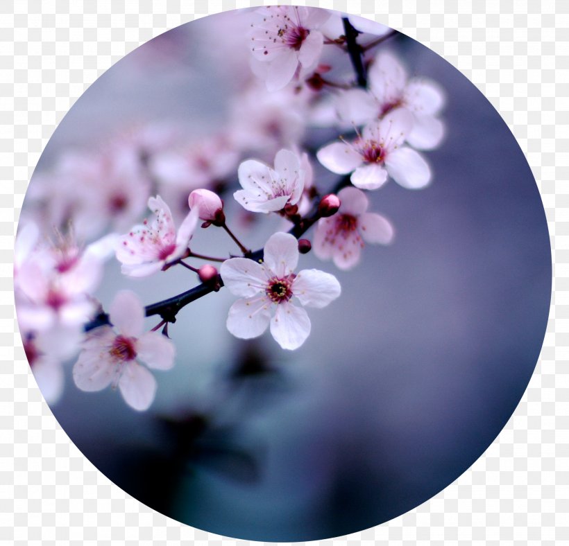 Cherry Blossom Flower Desktop Wallpaper Floristry, PNG, 2079x2000px, Cherry Blossom, Blossom, Branch, Display Resolution, Floral Design Download Free