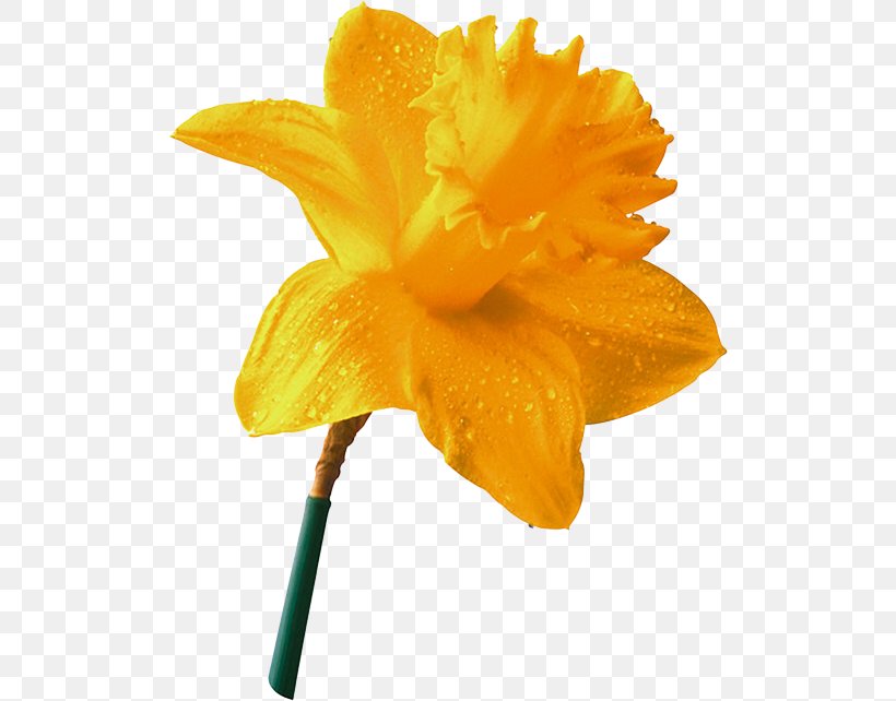 Daffodil Narcissus Yellow Flower, PNG, 512x642px, 2016, Daffodil, Amaryllis Family, Echo And Narcissus, Flower Download Free
