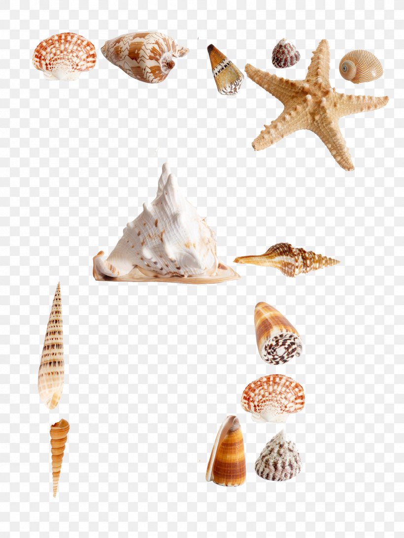Sea Urchin Seashell Shellfish Euclidean Vector, PNG, 1772x2362px, Sea Urchin, Animal Product, Conch, Conchology, Invertebrate Download Free