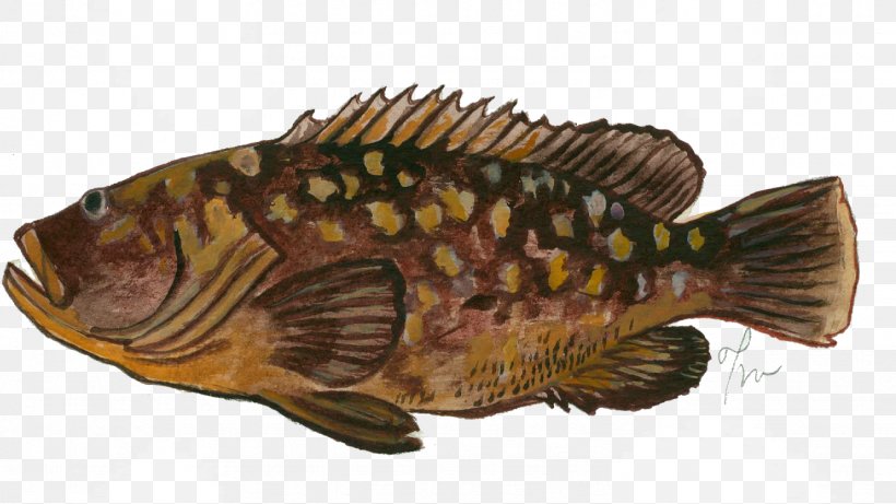 Tilapia Epinephelus Marginatus Fish Perch Seafood, PNG, 1331x749px, Tilapia, Bony Fish, Color, Epinephelus, Fauna Download Free