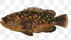 Fish - Tilapia Epinephelus Marginatus Fish Perch Seafood PNG