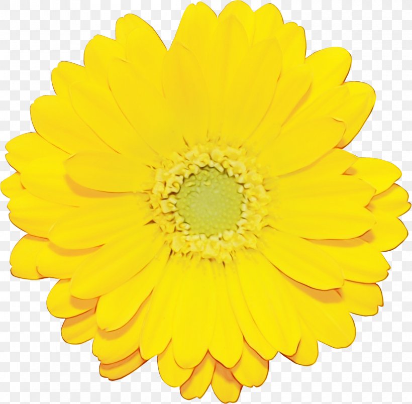 Transvaal Daisy Flower Rose Yellow Chrysanthemum, PNG, 1200x1177px, Transvaal Daisy, Asterales, Barberton Daisy, Chrysanthemum, Chrysanths Download Free