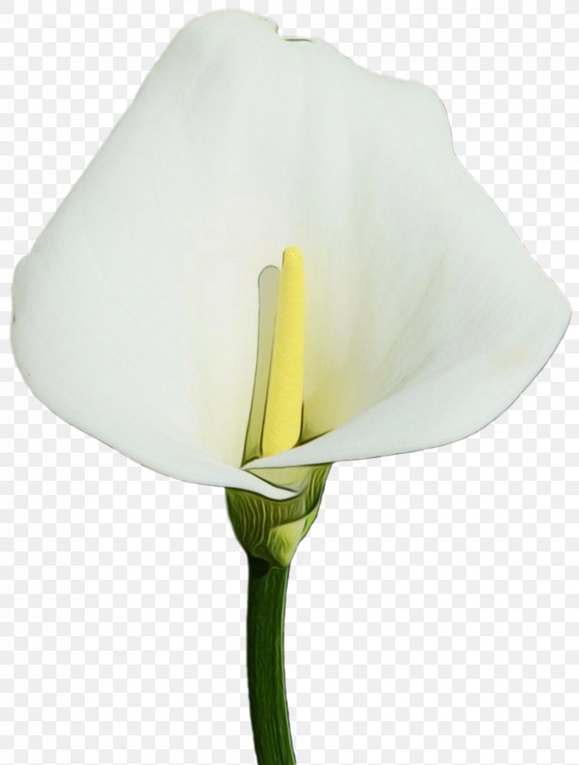 Arum White Flower Yellow Plant, PNG, 840x1109px, Watercolor, Alismatales, Arum, Arum Family, Flower Download Free