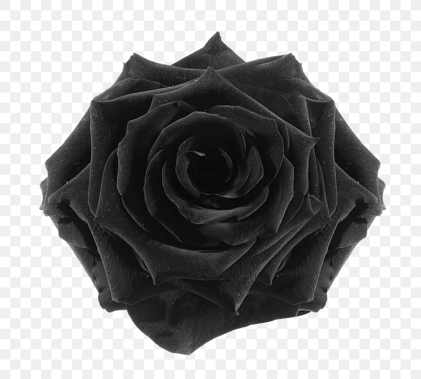 Black Rose Cut Flowers Flower Preservation, PNG, 738x738px, Rose, Black, Black Rose, Cut Flowers, Floristry Download Free