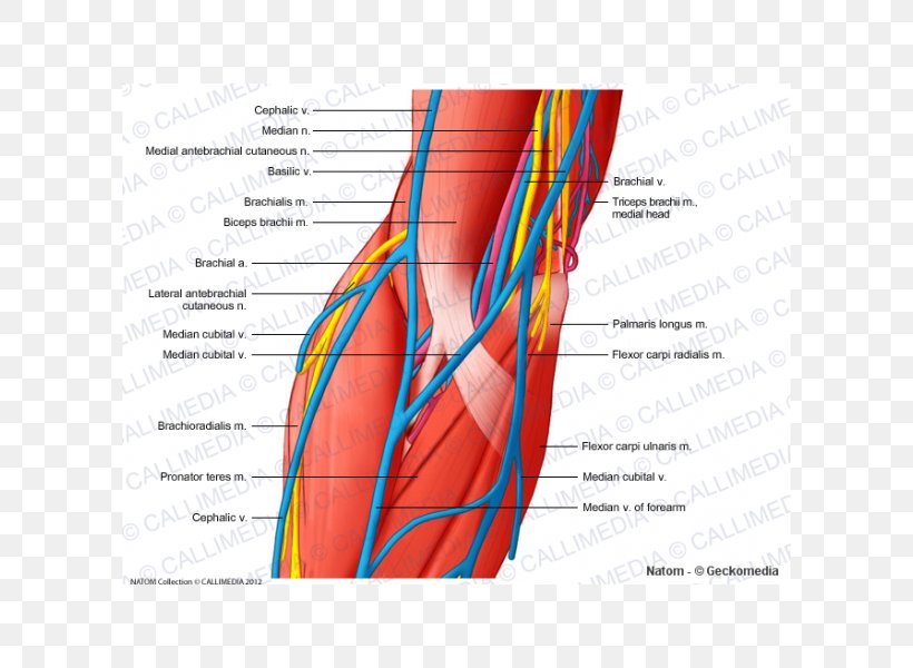 Elbow Ulnar Nerve Triceps Brachii Muscle, PNG, 600x600px, Watercolor, Cartoon, Flower, Frame, Heart Download Free