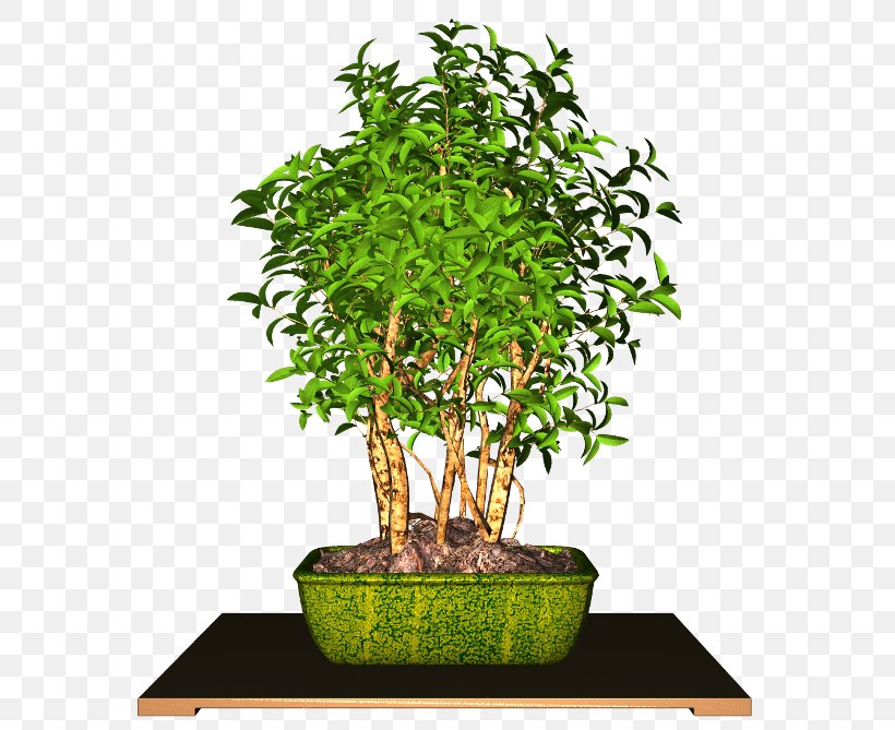 Flowerpot Chinese Sweet Plum Houseplant, PNG, 600x669px, Flowerpot, Bonsai, Chinese Sweet Plum, Evergreen, Flower Download Free