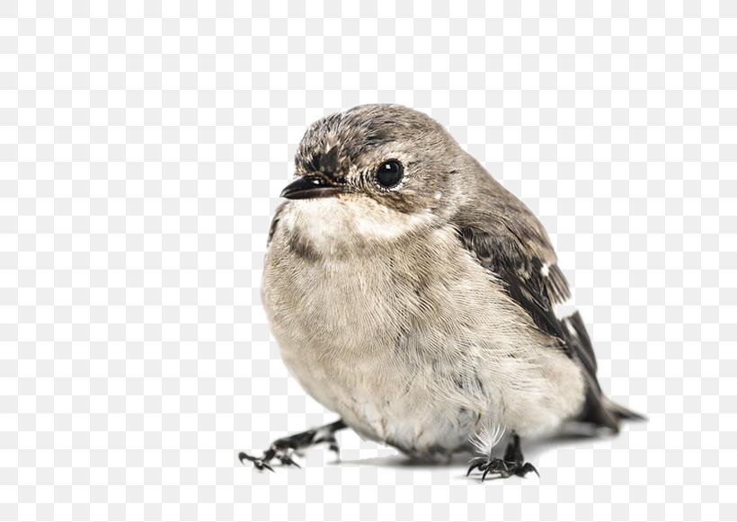 House Sparrow Hummingbird Bird Feeder, PNG, 627x581px, Sparrow, Animal, Beak, Bird, Bird Feeder Download Free