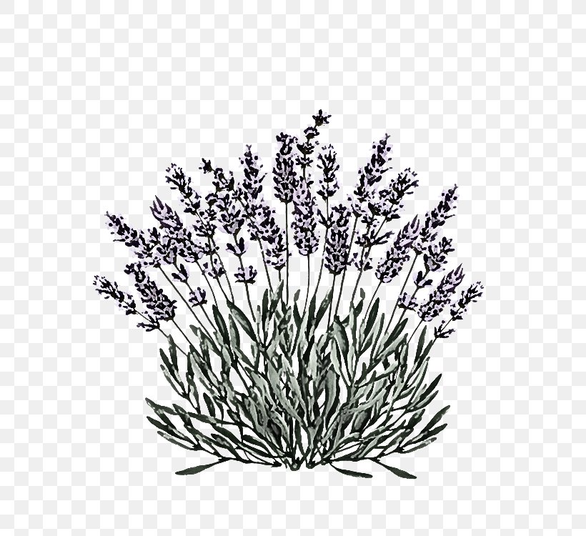 Lavender, PNG, 567x750px, Grass, Branch, Flower, Grass Family, Lavender Download Free