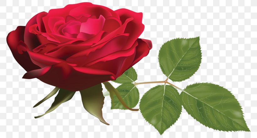 Red Clip Art, PNG, 800x440px, Red, China Rose, Cut Flowers, Designer, Floribunda Download Free