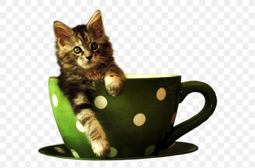 Coffee Cup, PNG, 750x542px, Cat, American Wirehair, Coffee Cup, Cup, Domestic Shorthaired Cat Download Free