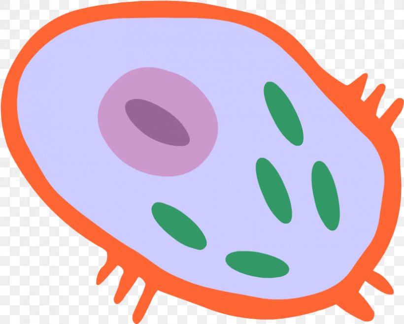 Egg Cartoon, PNG, 828x665px, Cell, Biology, Cell Biology, Cell Culture, Cell Signaling Download Free