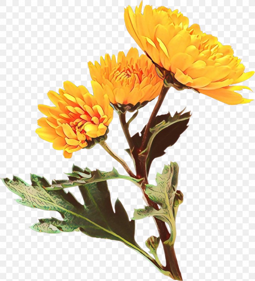 Flower Flowering Plant Plant English Marigold Yellow, PNG, 1085x1200px, Cartoon, Calendula, Cut Flowers, English Marigold, Flower Download Free