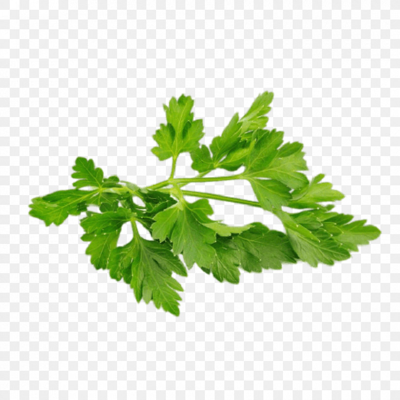 Parsley, PNG, 840x840px, Parsley, Celery, Chervil, Coriander, Fennel Download Free
