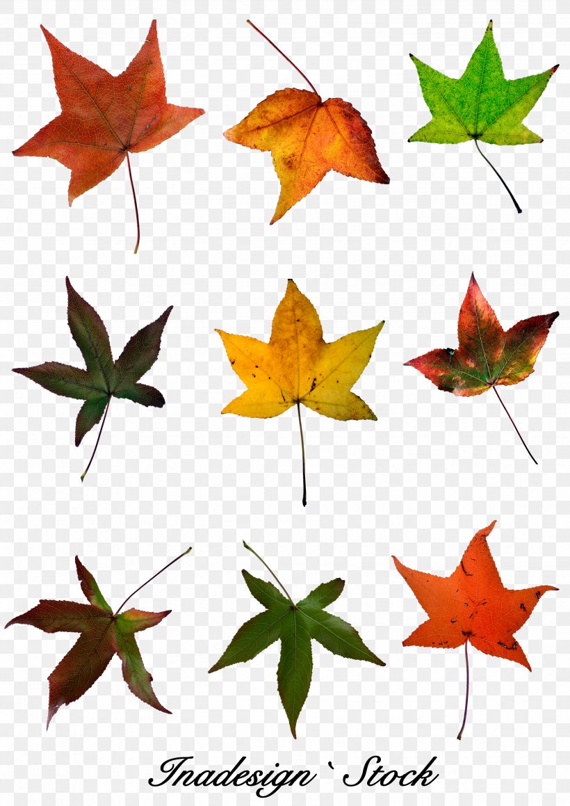 Red Maple Maple Leaf Autumn Leaf Color, PNG, 3508x4961px, Red Maple, Autumn Leaf Color, Color, Green, Leaf Download Free