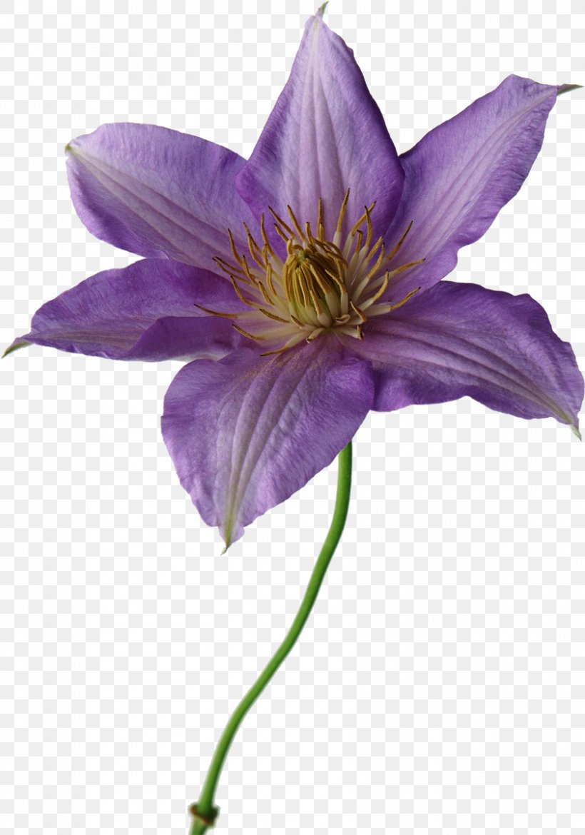 Cut Flowers Lilium Purple Yellow, PNG, 841x1200px, Cut Flowers, Asian Virginsbower, Blue, Clematis, Color Download Free