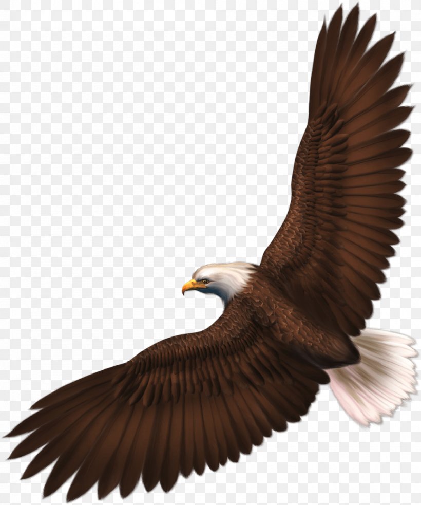 Eagle Clip Art, PNG, 1001x1200px, Bald Eagle, Accipitriformes, Beak, Bird, Bird Of Prey Download Free