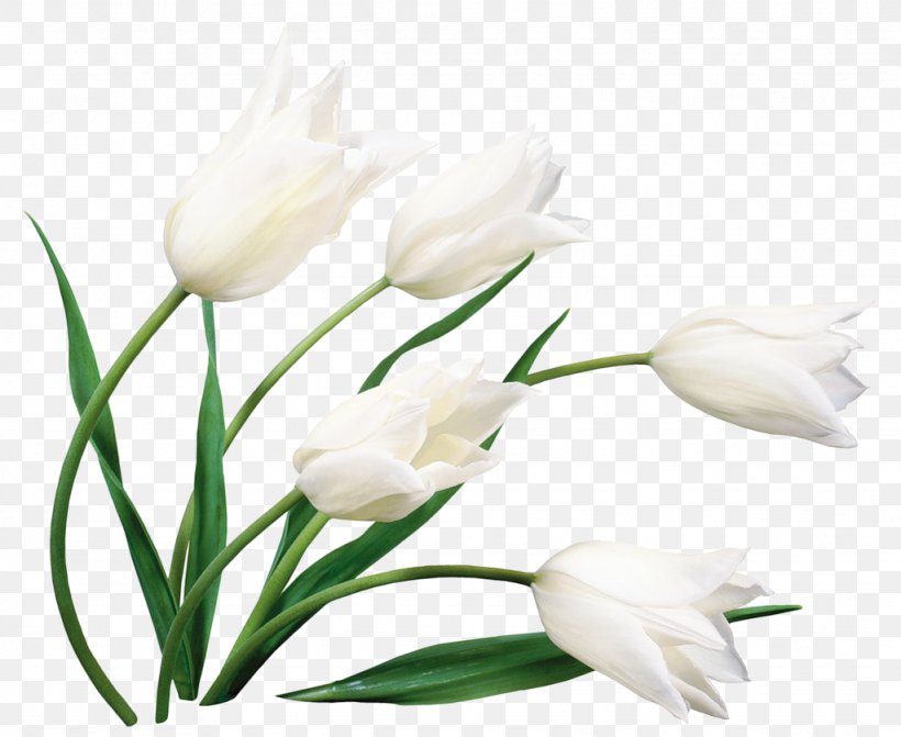 Tulip Cut Flowers Desktop Wallpaper Flower Bouquet, PNG, 1024x839px, Tulip, Blue, Cut Flowers, Display Resolution, Floral Design Download Free