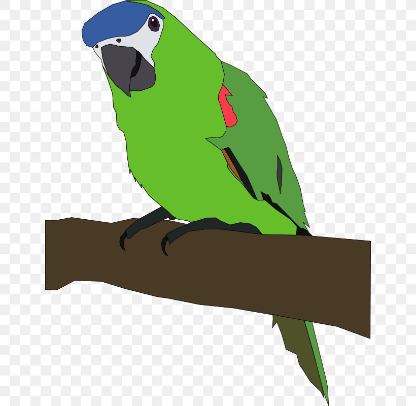 Amazon Parrot Bird Clip Art, PNG, 642x800px, Parrot, Amazon Parrot, Beak, Bird, Blueandyellow Macaw Download Free